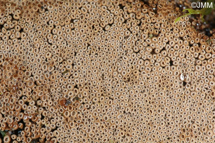 Merismodes anomala = Cyphellopsis anomala