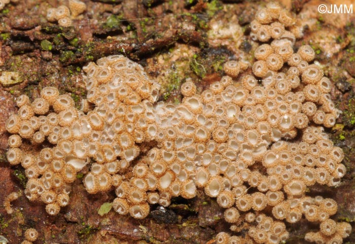 Merismodes anomala = Cyphellopsis anomala