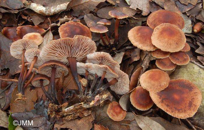 Gymnopus brassicolens = Micromphale brassicolens