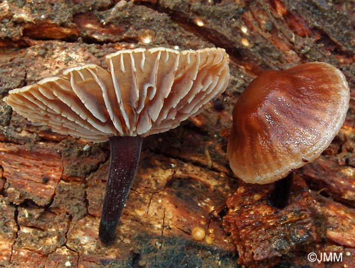 Marasmiellus foetidus = Micromphale foetidum
