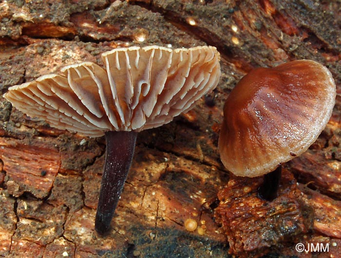 Micromphale foetidum = Marasmiellus foetidus = Gymnopus foetidus