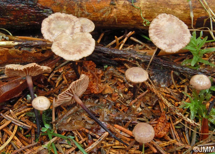 Marasmiellus perforans = Micromphale perforans