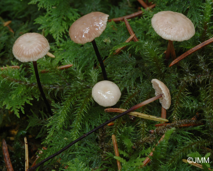 Marasmiellus perforans = Micromphale perforans