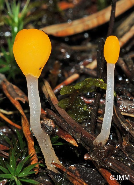 Mitrula paludosa