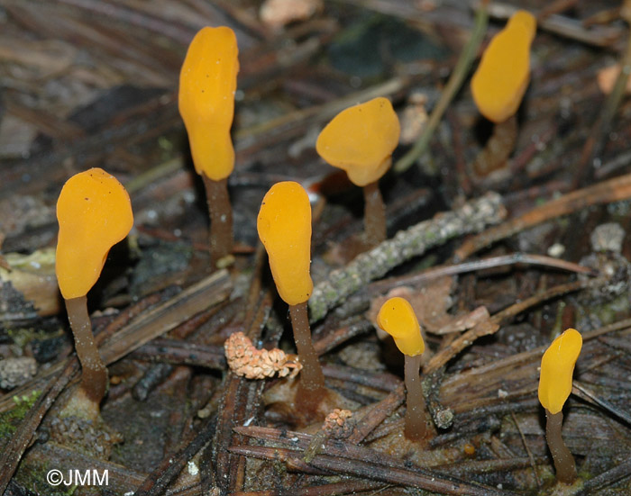 Mitrula paludosa