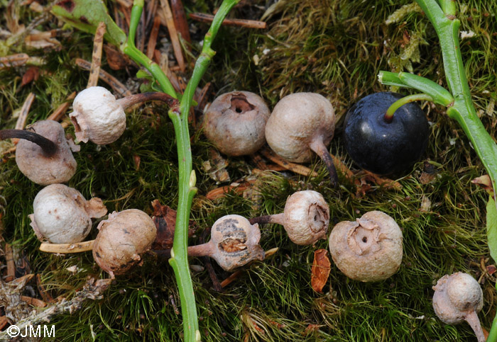 Monilinia baccarum : stade conidien sur Vaccinium myrtillus