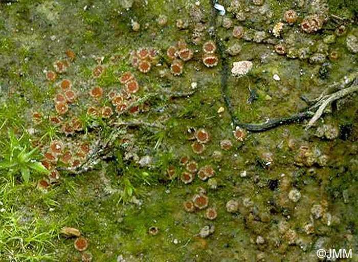 Moravecia calospora = Octospora calospora
