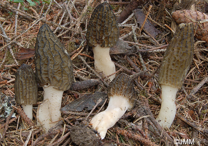 Morchella elata = Morchella importuna = Morchella costata