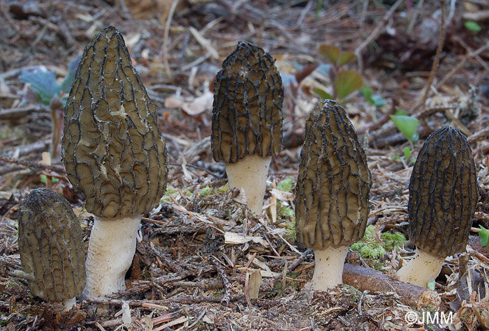 Morchella elata = Morchella importuna = Morchella costata