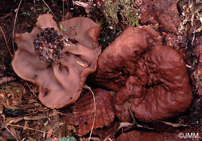 Gyromitra perlata = Discina perlata = Discina ancilis