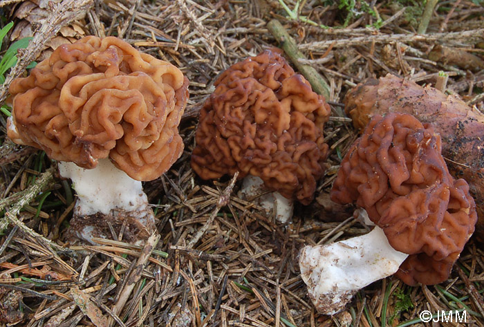 Gyromitra esculenta