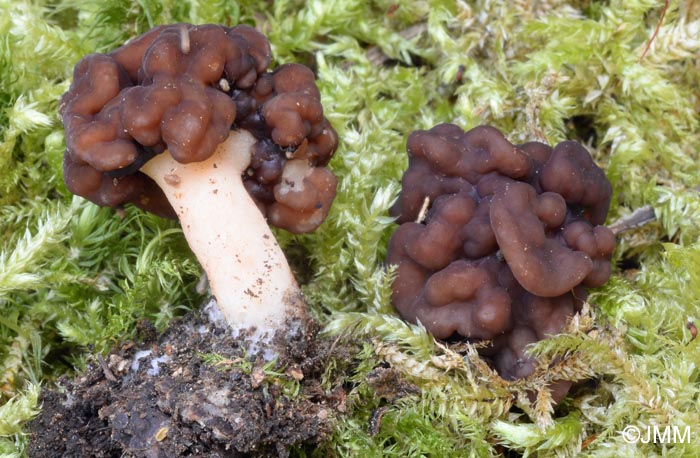 Gyromitra esculenta