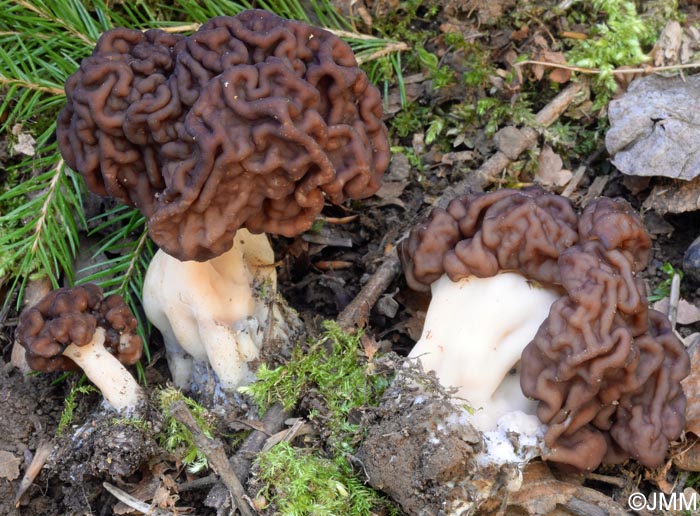 Gyromitra esculenta