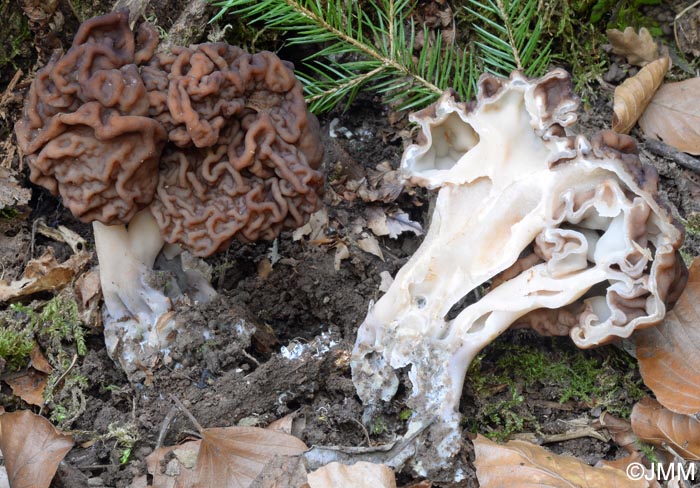 Gyromitra esculenta