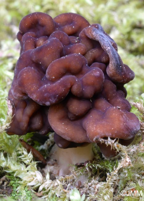 Gyromitra esculenta