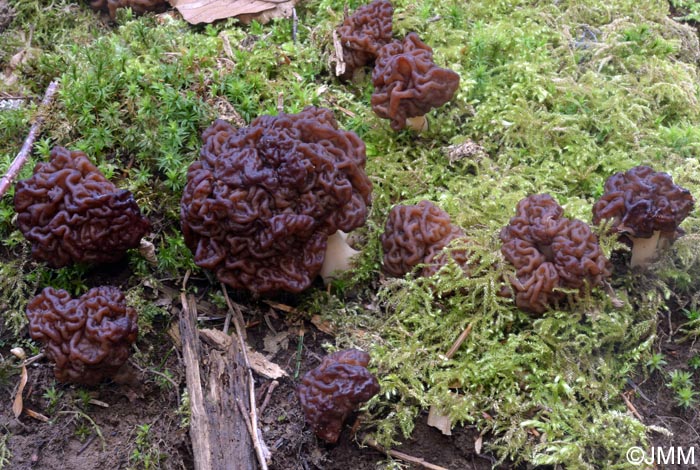 Gyromitra esculenta