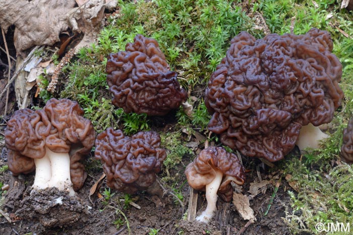 Gyromitra esculenta