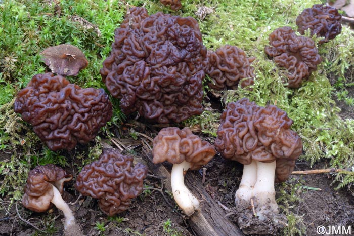 Gyromitra esculenta