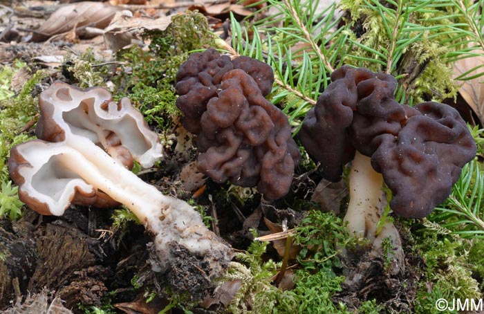 Gyromitra esculenta