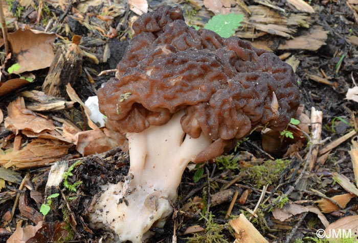 Gyromitra esculenta