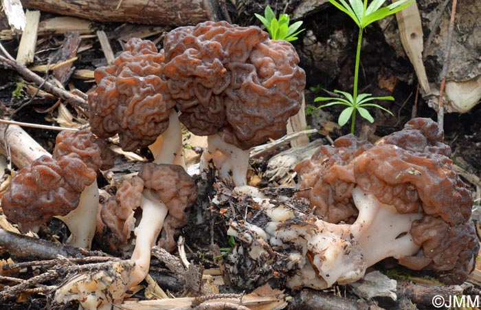 Gyromitra esculenta