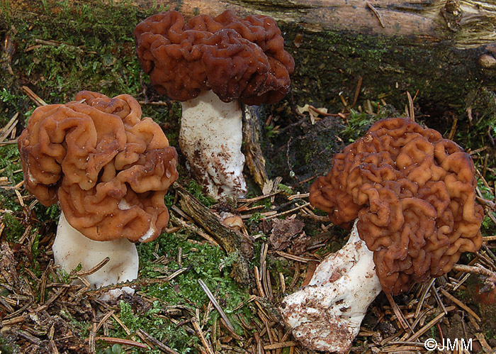 Gyromitra esculenta