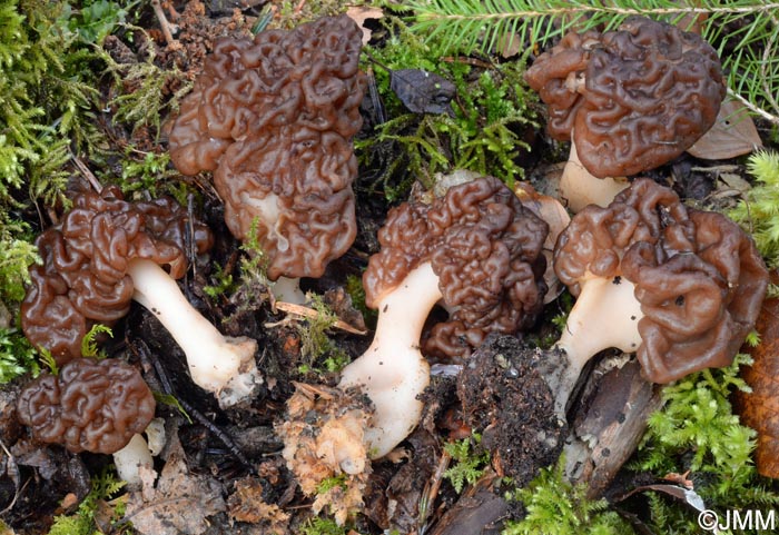 Gyromitra esculenta