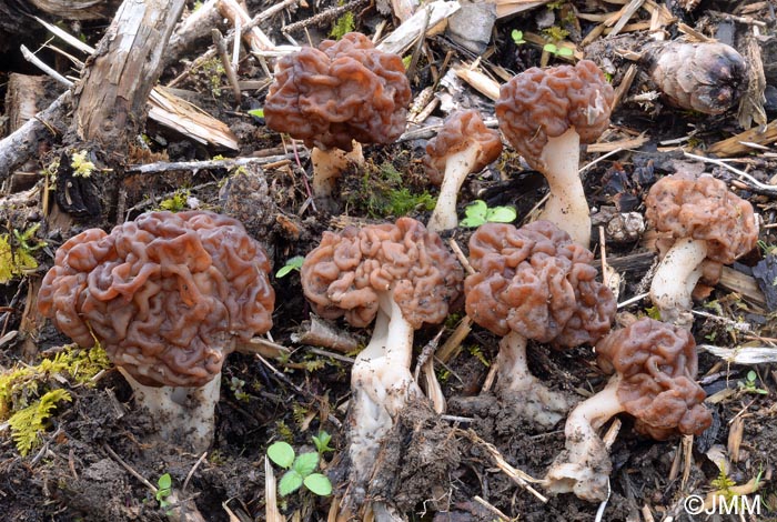 Gyromitra esculenta