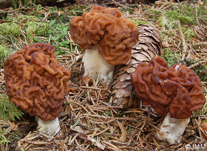 Gyromitra esculenta