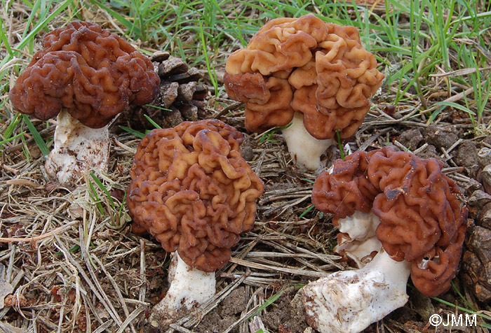 Gyromitra esculenta