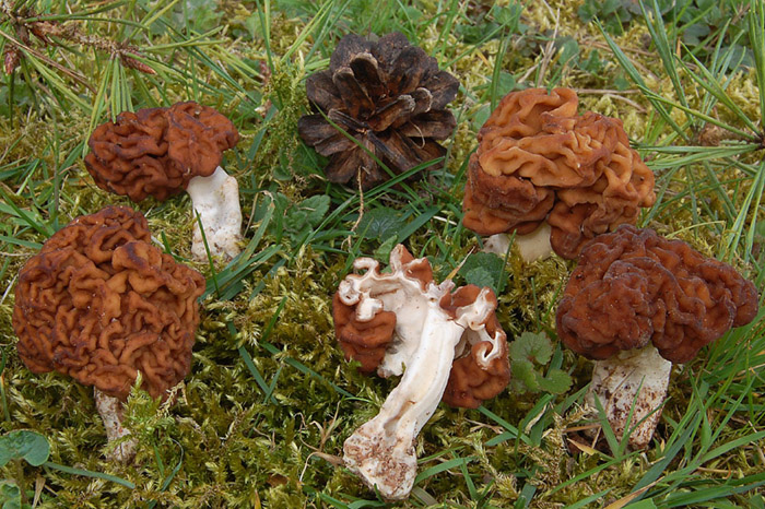 Gyromitra esculenta