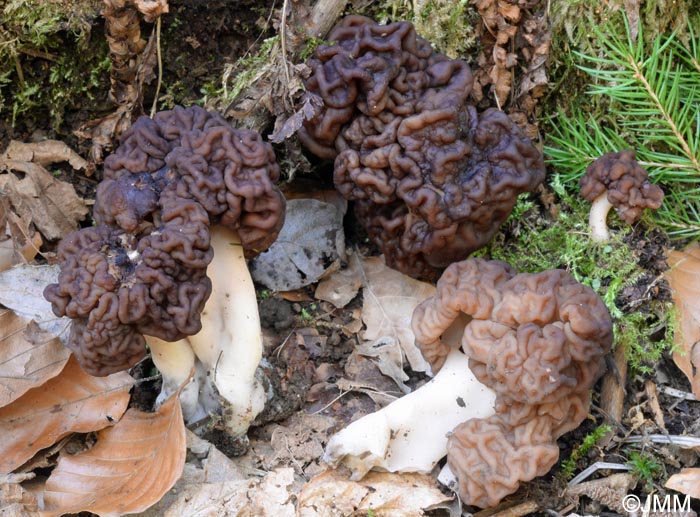 Gyromitra esculenta