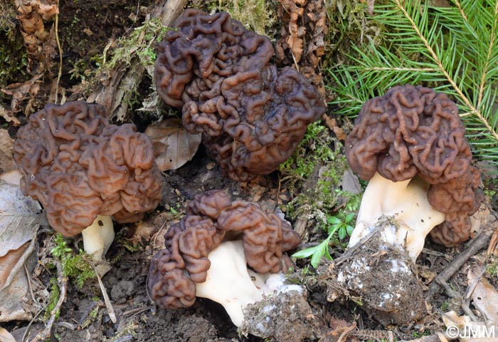 Gyromitra esculenta