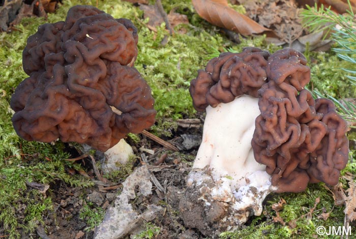 Gyromitra esculenta