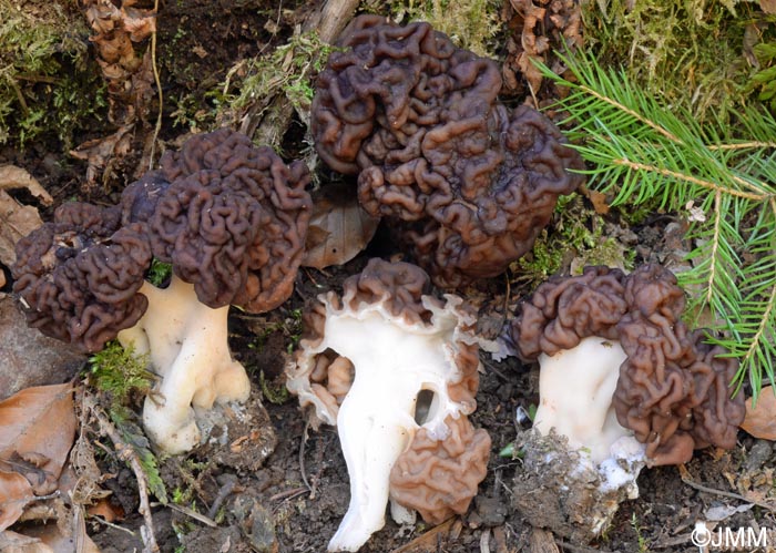 Gyromitra esculenta