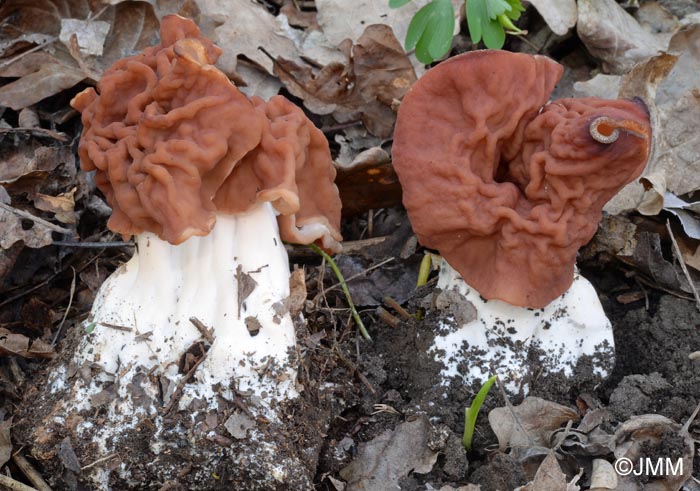 Gyromitra grandis = Gyromitra fastigiata