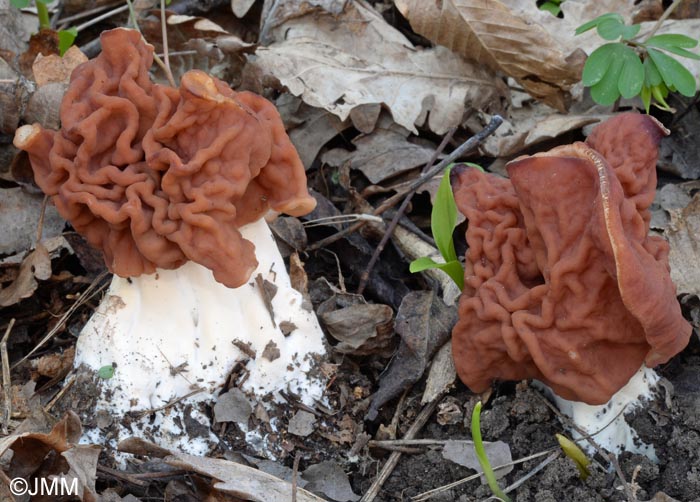 Gyromitra grandis = Gyromitra fastigiata