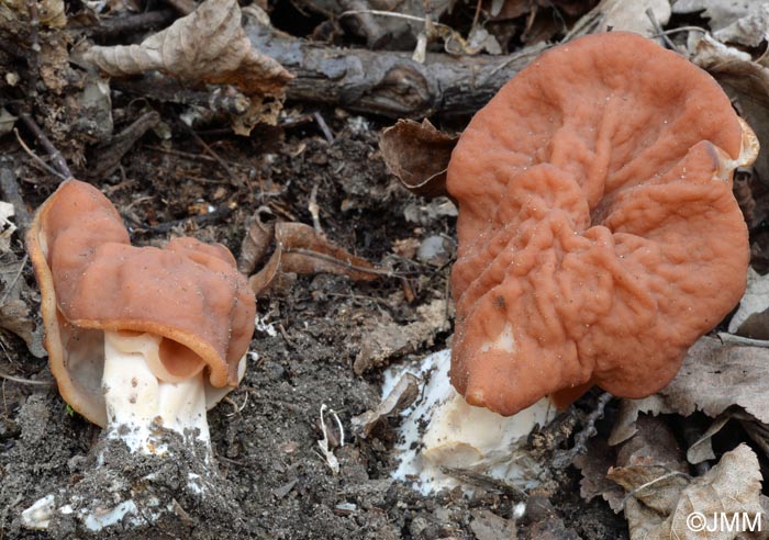 Gyromitra grandis = Gyromitra fastigiata