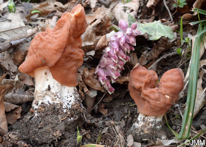 Gyromitra grandis = Gyromitra fastigiata avec Lathraea squamaria