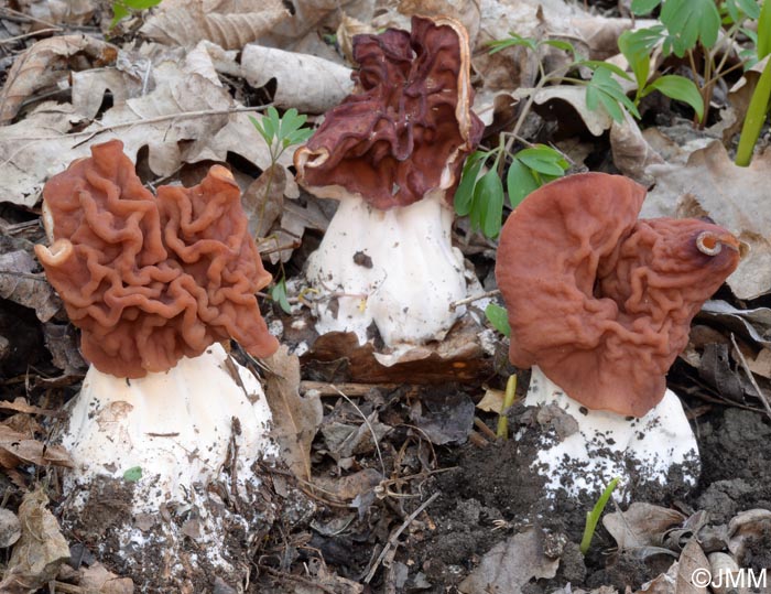 Gyromitra grandis = Gyromitra fastigiata