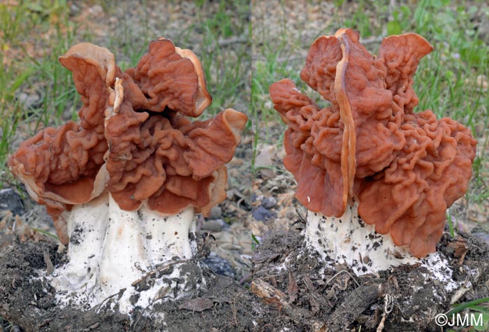 Gyromitra grandis = Gyromitra fastigiata