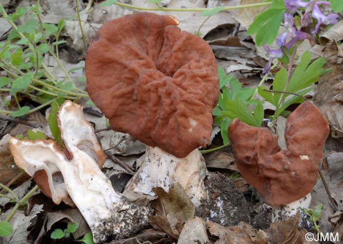 Gyromitra grandis = Gyromitra fastigiata