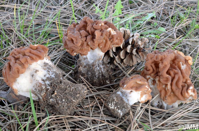 Gyromitra gigas