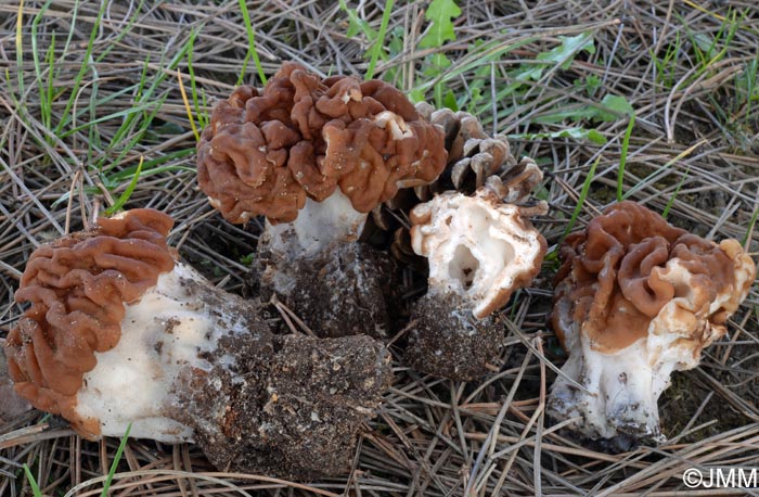 Gyromitra gigas