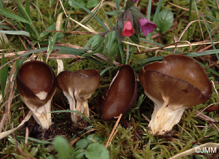 Helvella acetabulum = Acetabula vulgaris