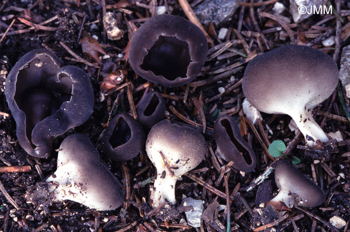 Helvella confusa