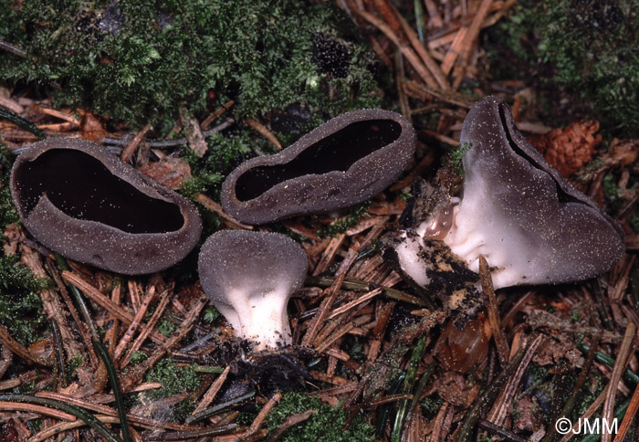 Helvella confusa