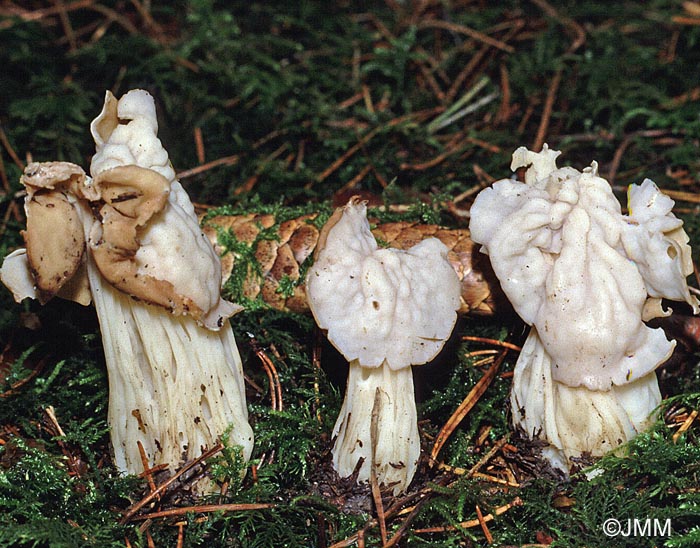 Helvella crispa