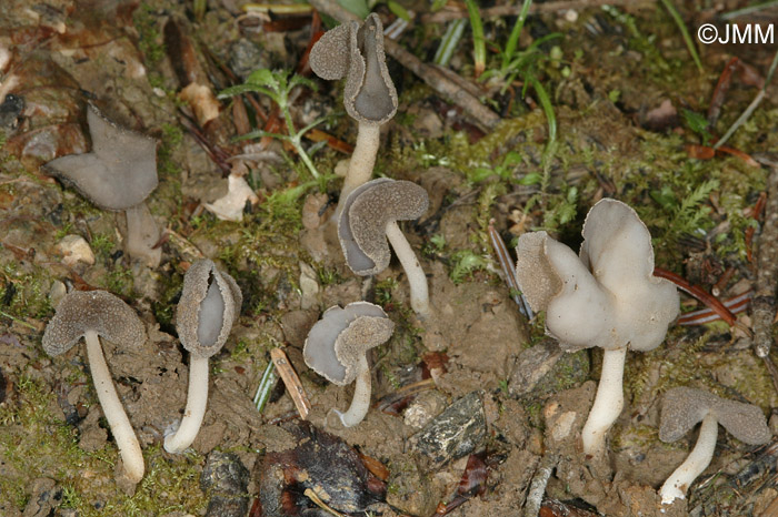 Helvella ephippium