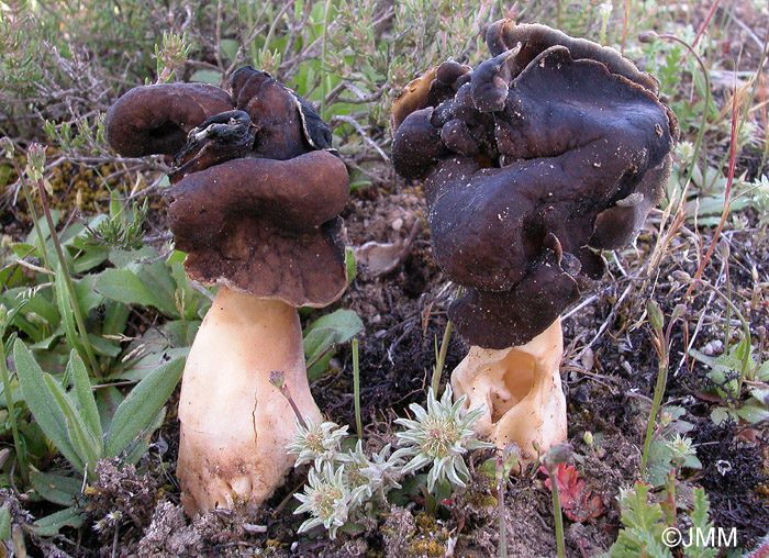 Helvella spadicea = Helvella monachella